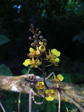 Image of Trichocentrum ascendens (Lindl.) M. W. Chase & N. H. Williams