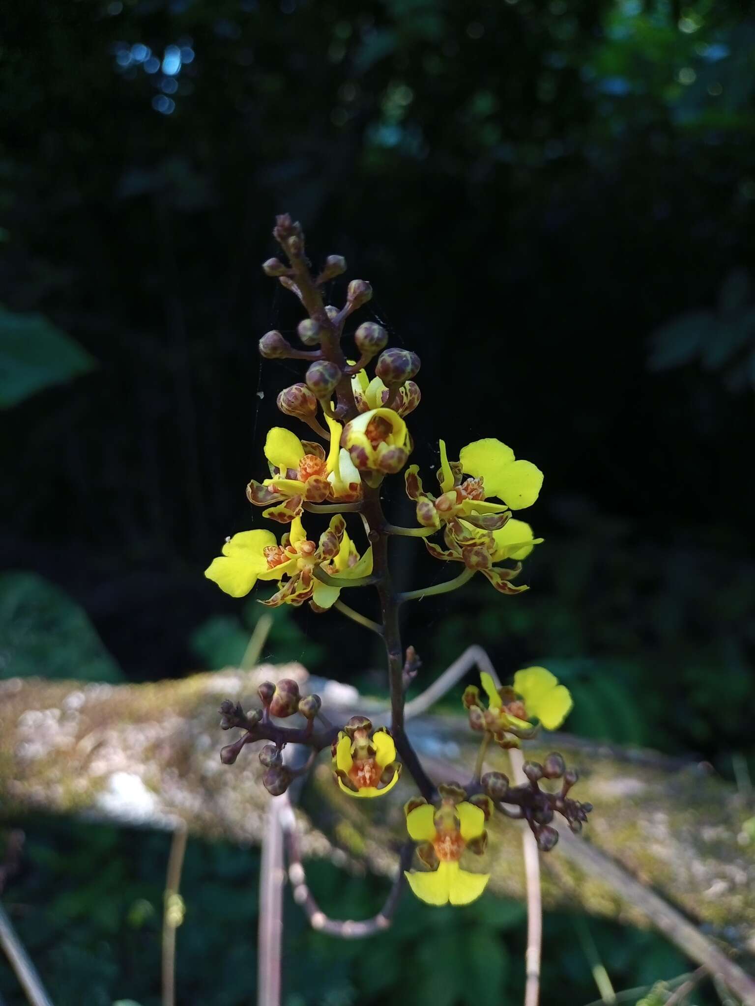 Trichocentrum ascendens (Lindl.) M. W. Chase & N. H. Williams的圖片