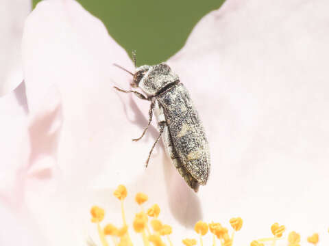 Image of Acmaeoderella flavofasciata flavofasciata