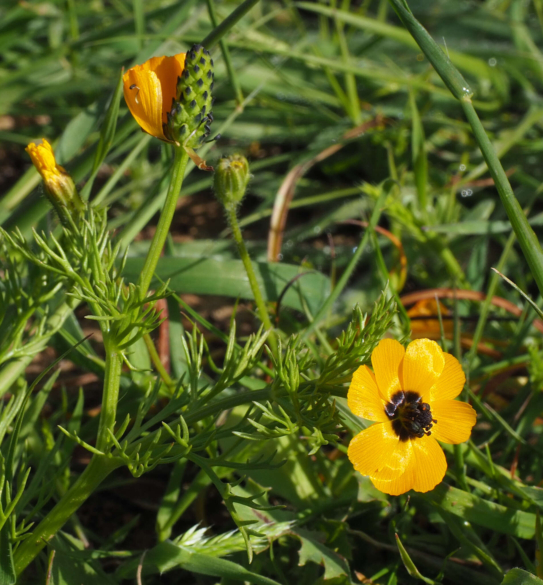 Image of Adonis dentata Delile