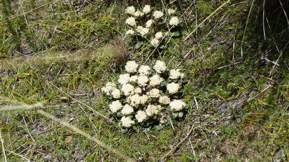 Sivun Gomphrena meyeniana Walp. kuva