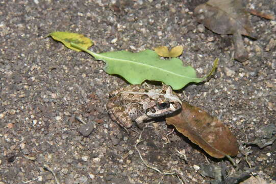 Image of Laliostoma Glaw, Vences & Böhme 1998