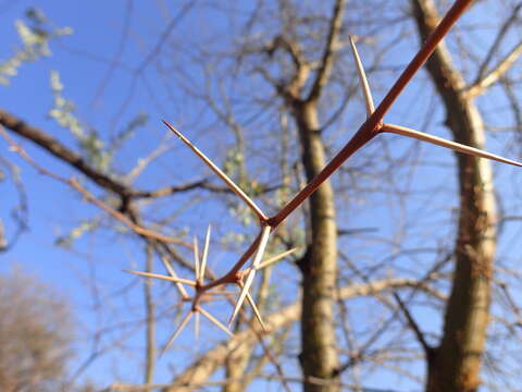 Image of Vachellia kirkii (Oliv.) Kyal. & Boatwr.