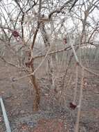 Image of Jatropha cordata (Ortega) Müll. Arg.