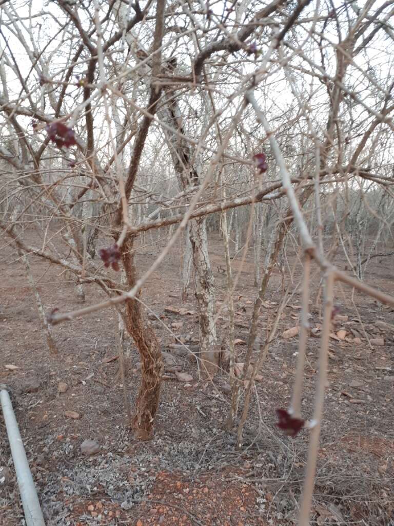 Image of Jatropha cordata (Ortega) Müll. Arg.