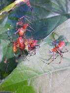 Image of South American social spider