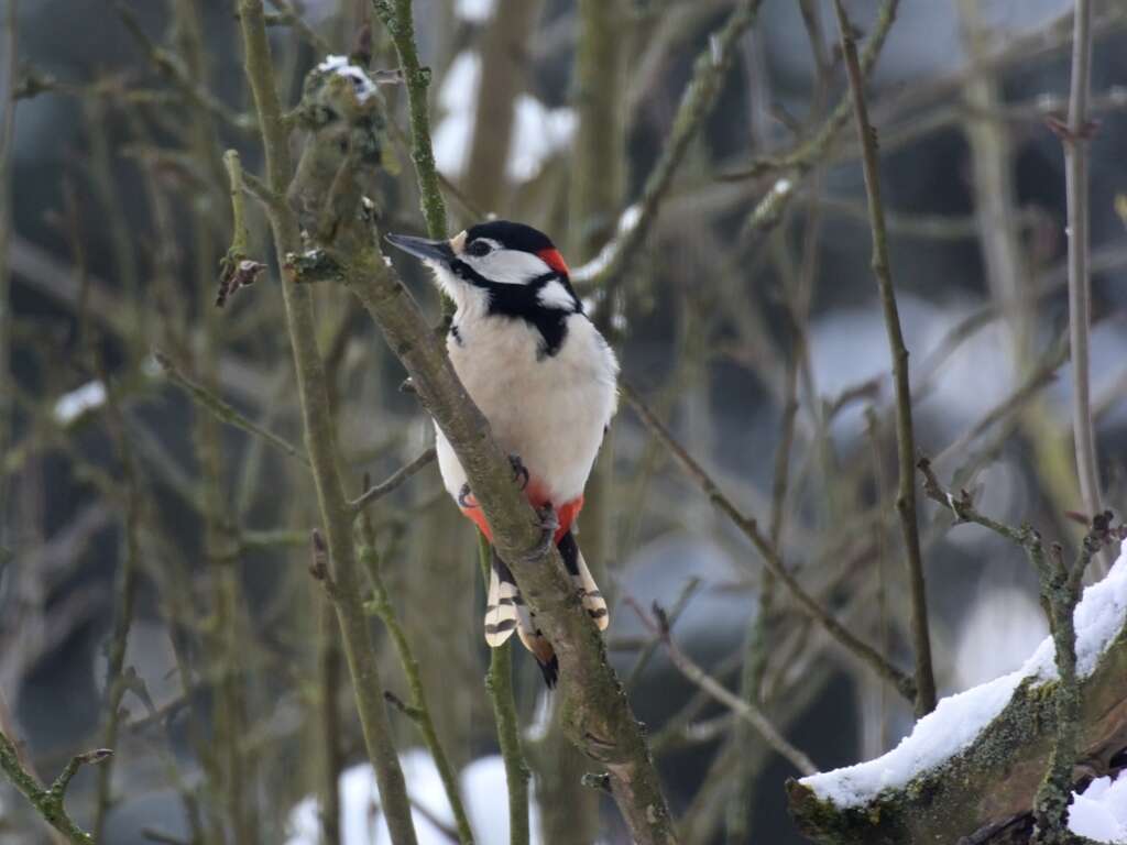 Image of Great Spotted Woodpecker