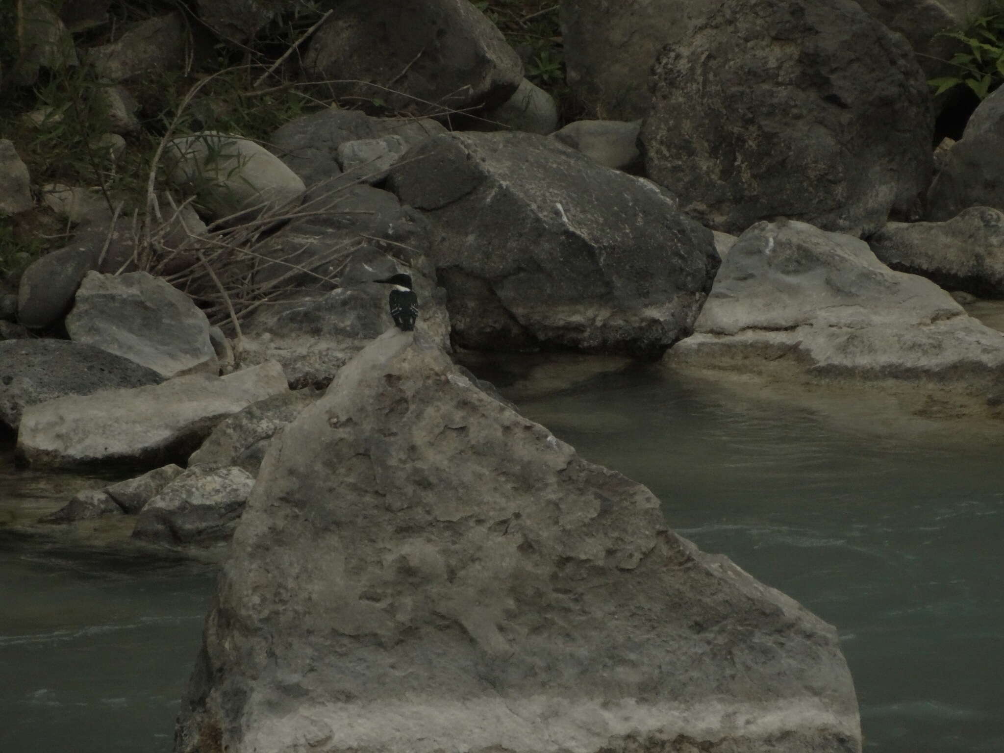 Image of Green Kingfisher