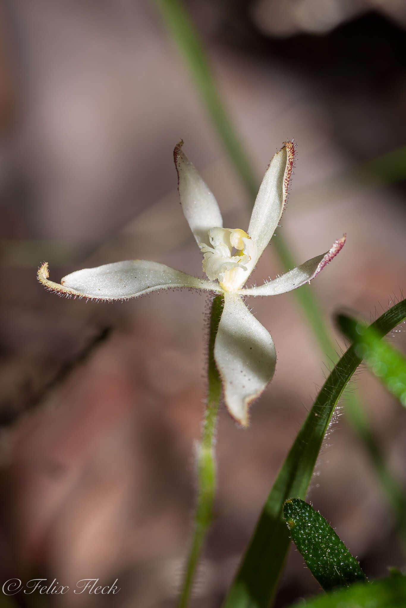 Image of Caladenia marginata Lindl.