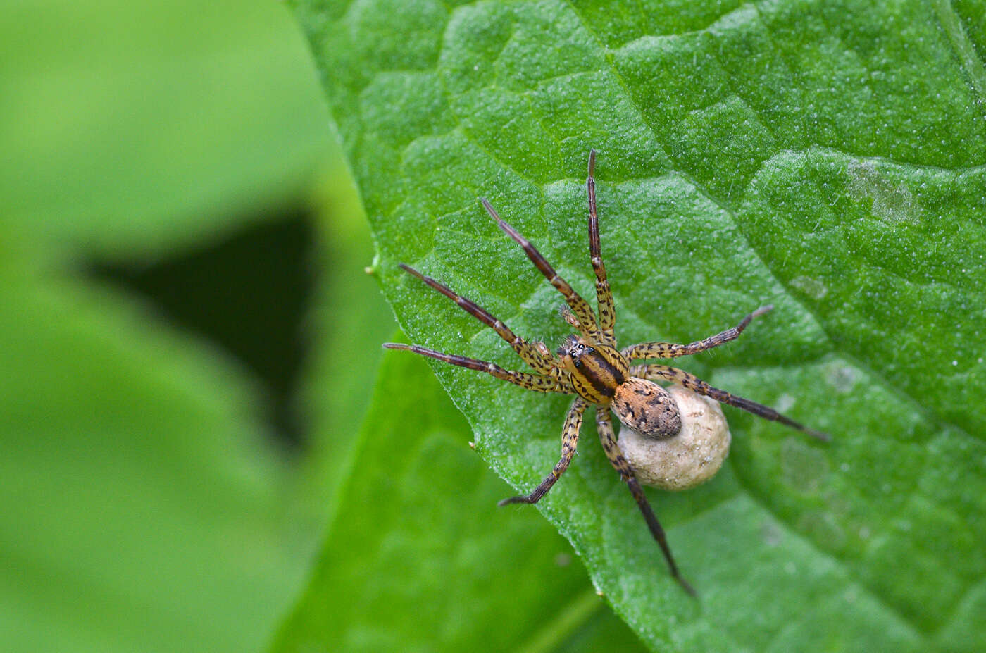 Image of Hygrolycosa rubrofasciata (Ohlert 1865)