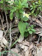 Image of Karri cowslip orchid