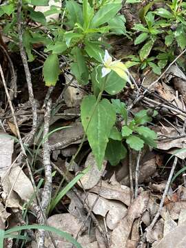 Image de Caladenia flava subsp. sylvestris Hopper & A. P. Br.