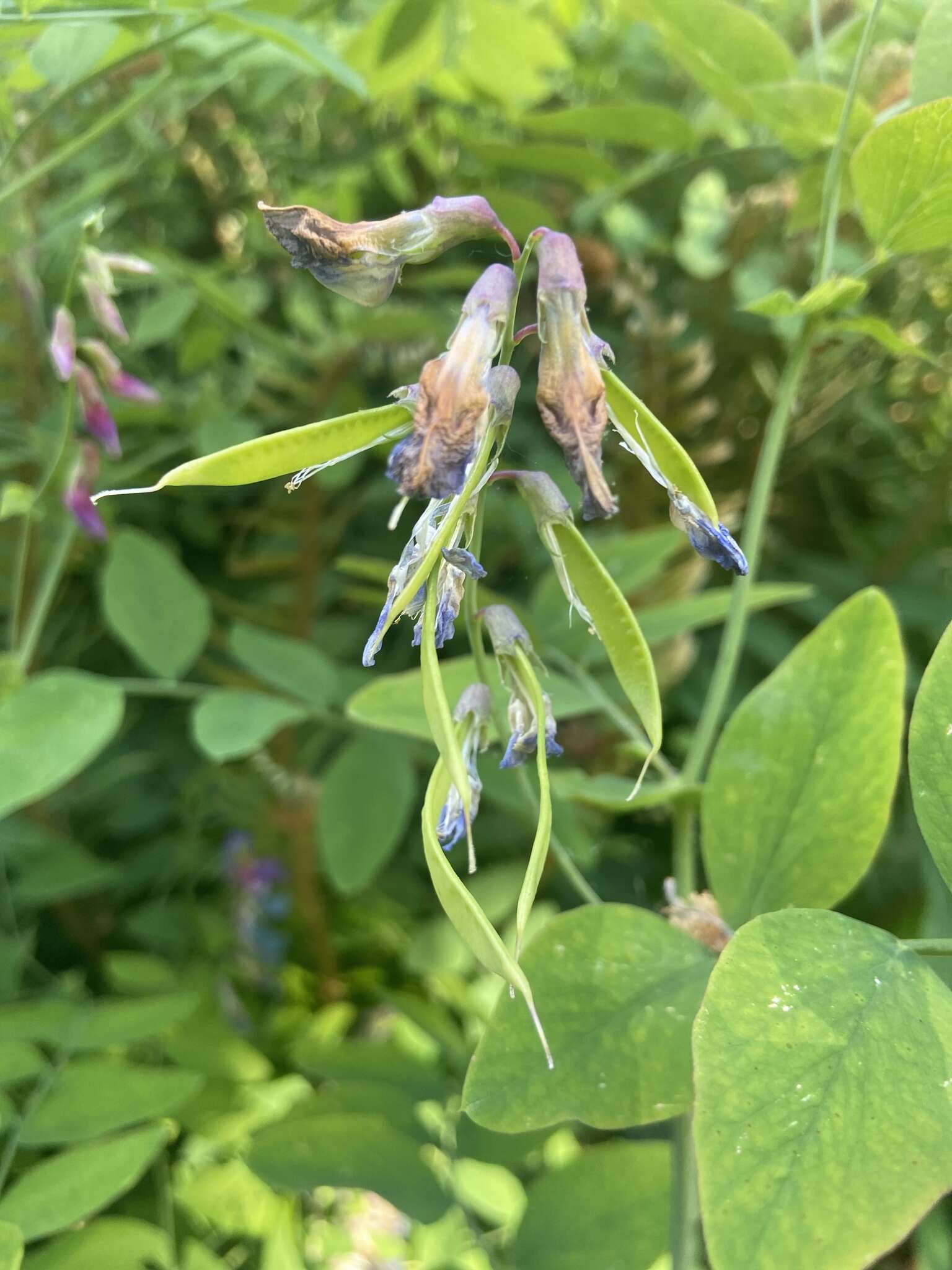 Imagem de Lathyrus polyphyllus Torr. & A. Gray