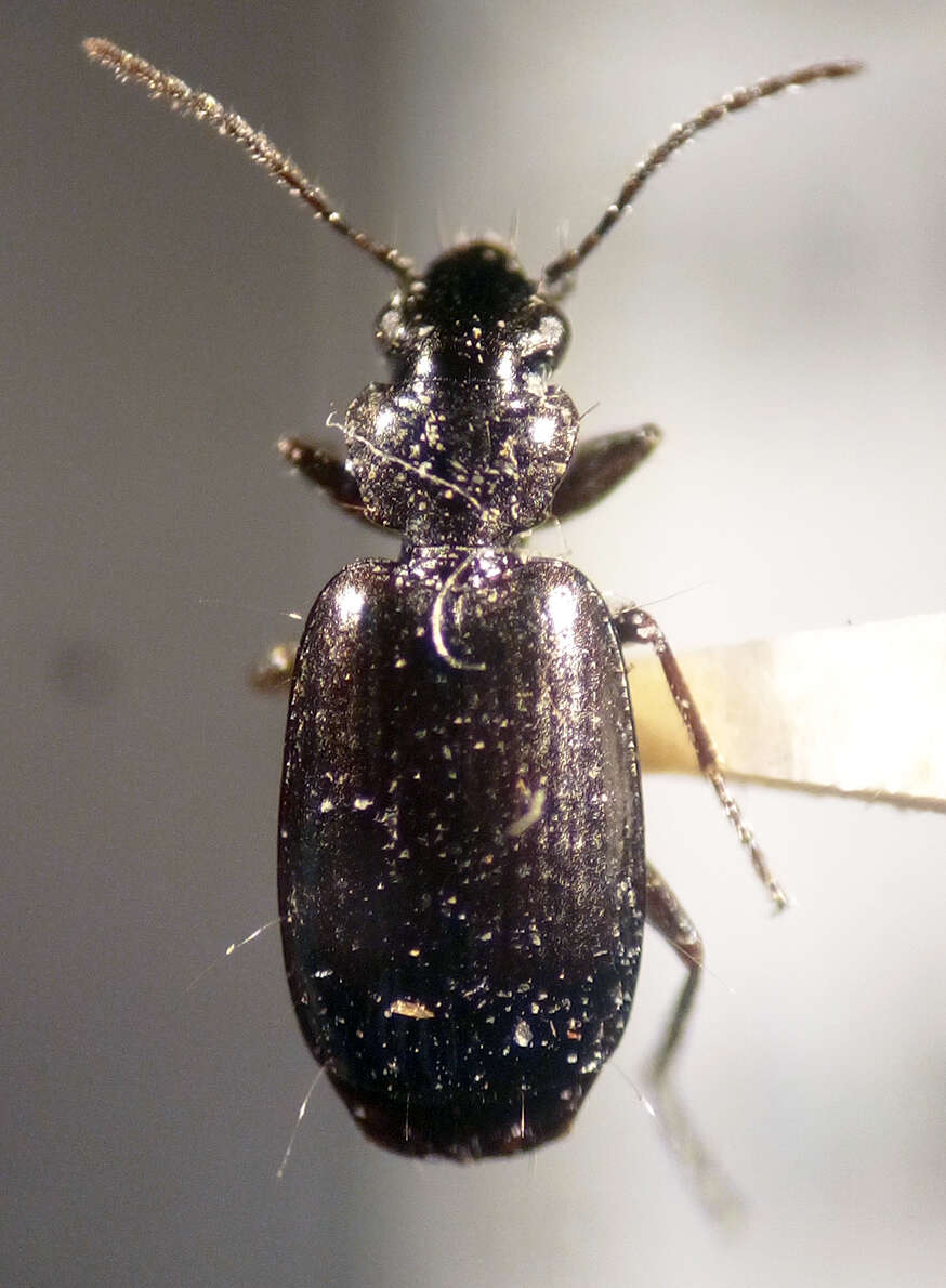 Sivun Syntomus americanus (Dejean 1831) kuva