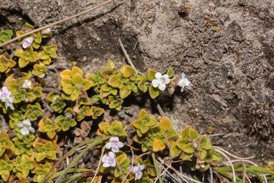 Imagem de Clinopodium nubigenum (Kunth) Kuntze