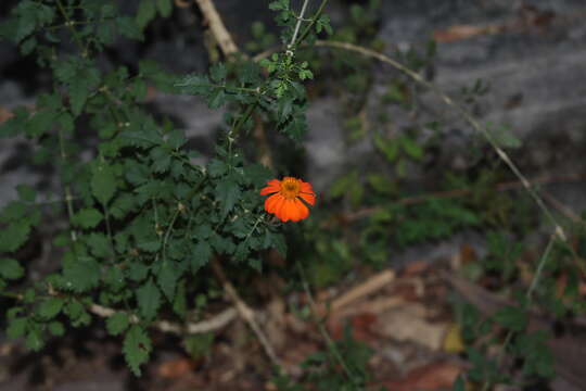 Image de Adenophyllum aurantium (L.) J. L. Strother