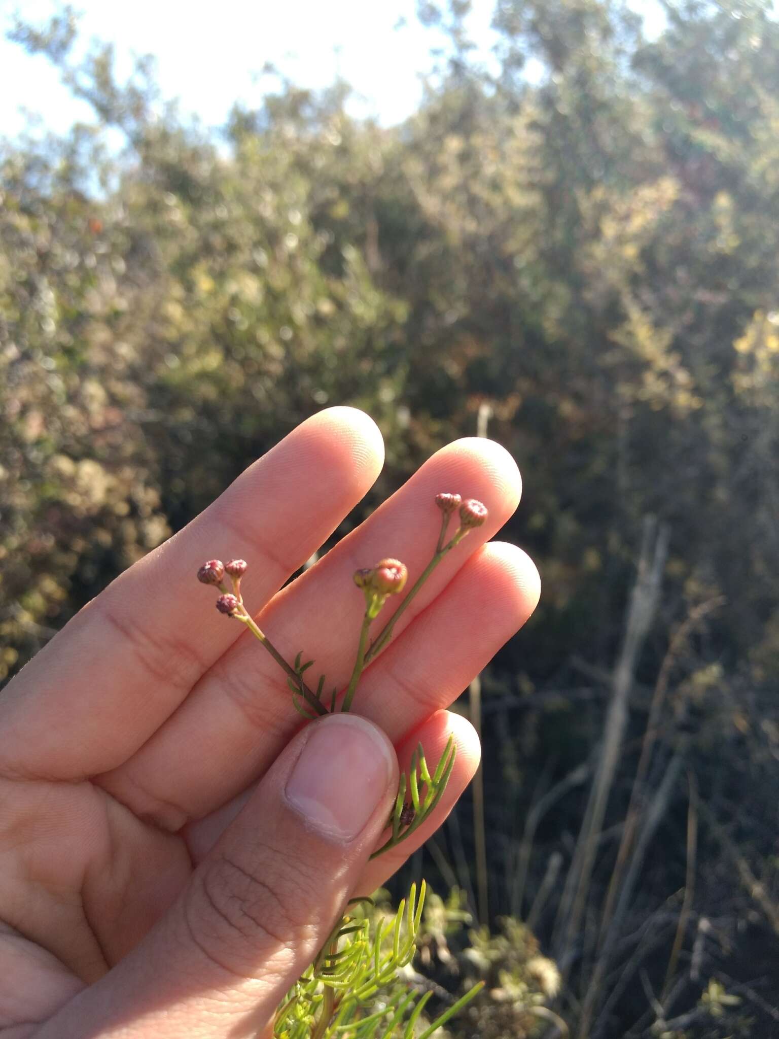 Image of Senecio subulatus D. Don ex Hook. & Arn.