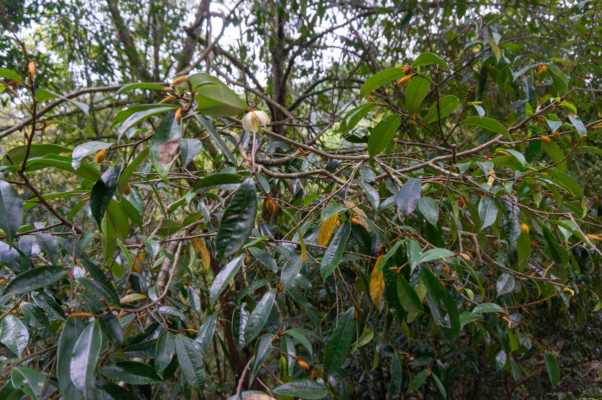 Magnolia figo var. skinneriana (Dunn) Noot. resmi