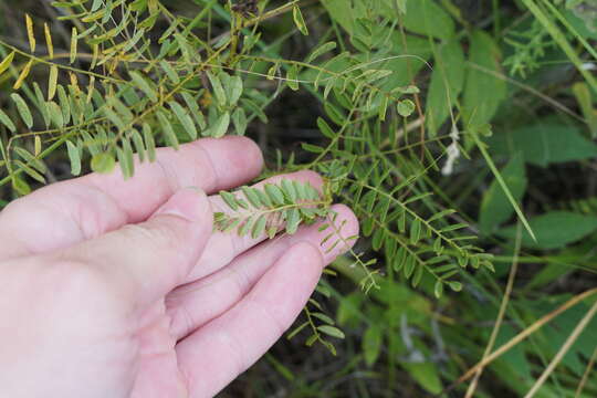 Image of dwarf false indigo