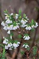 Image of Styphelia fletcheri subsp. brevisepala