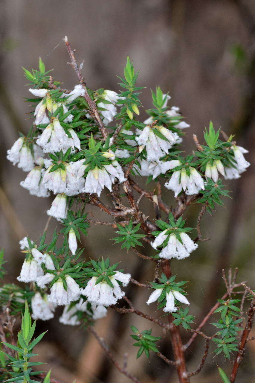 Image of Styphelia fletcheri subsp. brevisepala