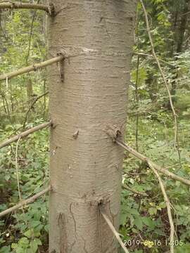 Image of Siberian Fir