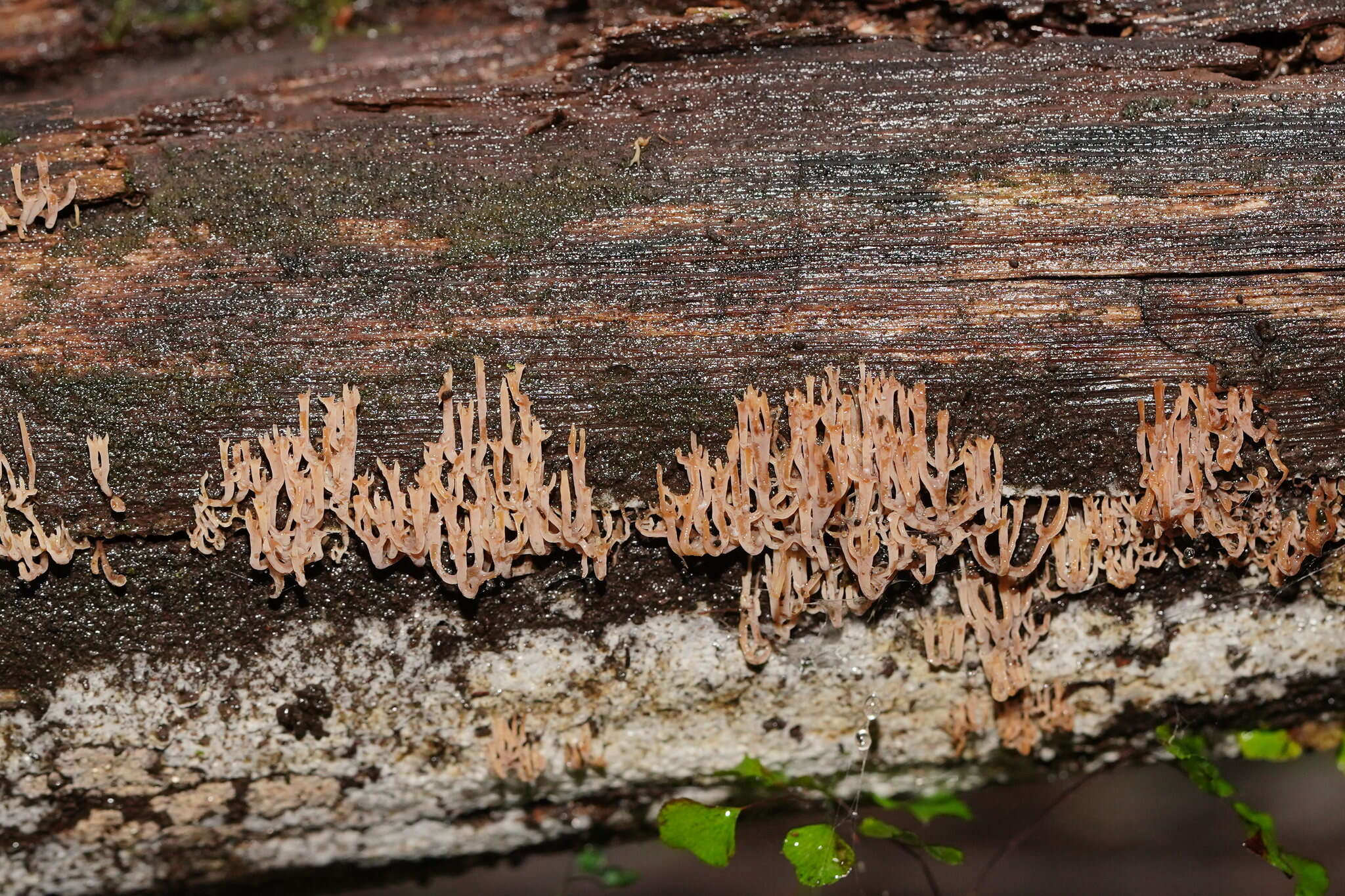 Image of Artomyces colensoi (Berk.) Jülich 1982