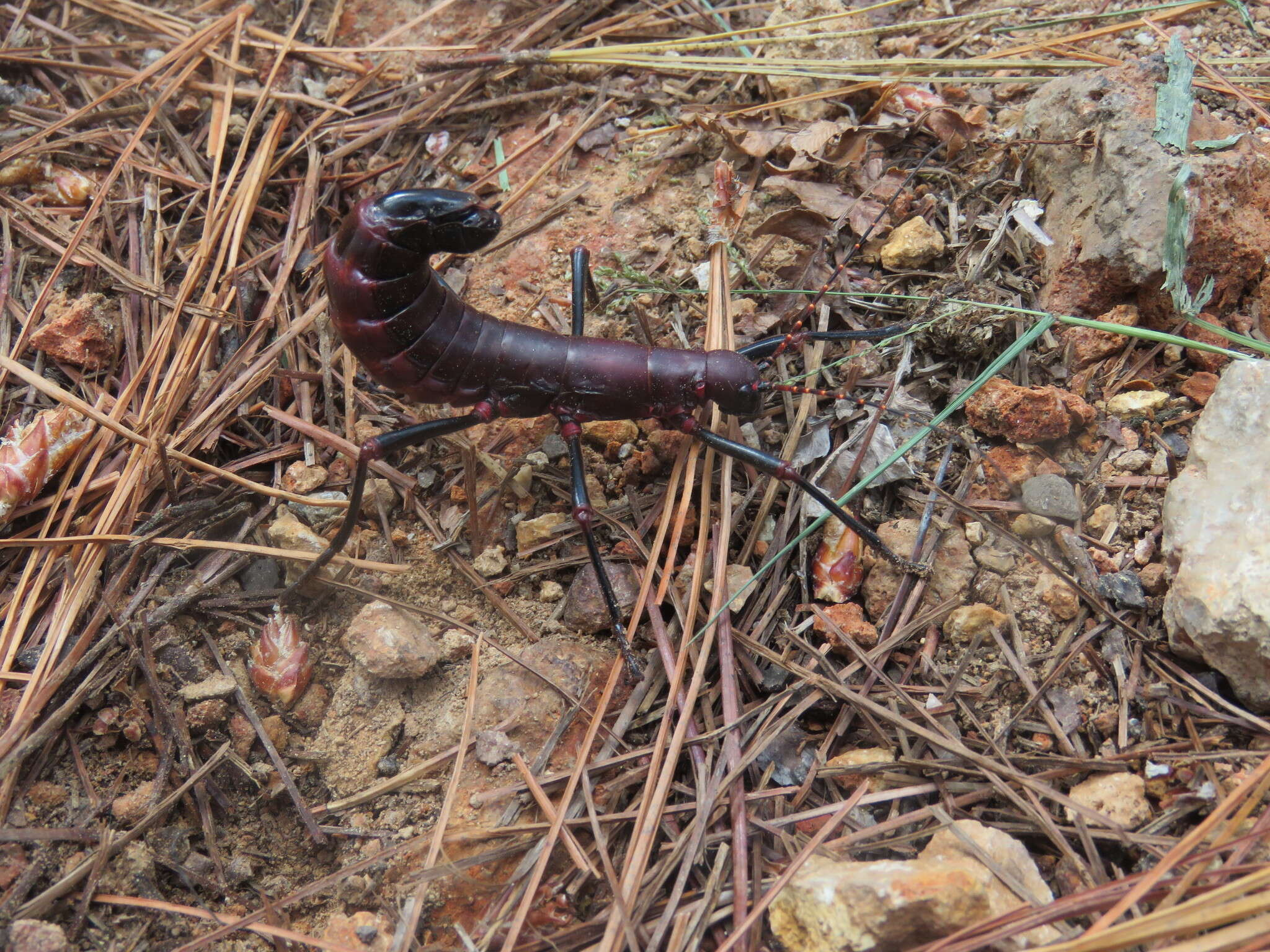 Image of Autolyca herculeana Conle & Hennemann 2002