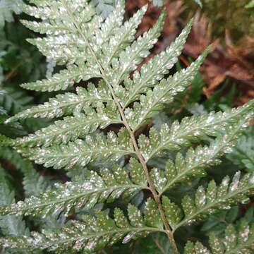 Imagem de Parapolystichum acuminatum (Houlston) Labiak, Sundue & R. C. Moran