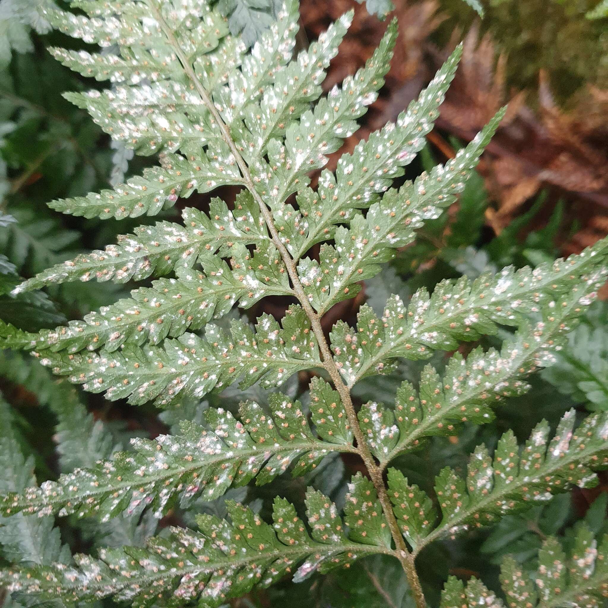 Parapolystichum acuminatum (Houlston) Labiak, Sundue & R. C. Moran的圖片