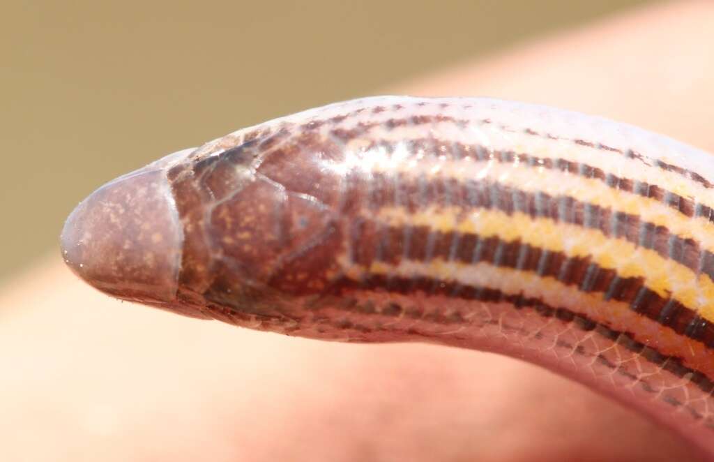 Image of Linnaeus' Lance Skink