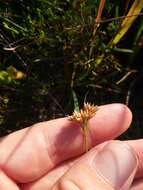 Image of Large Beak Sedge