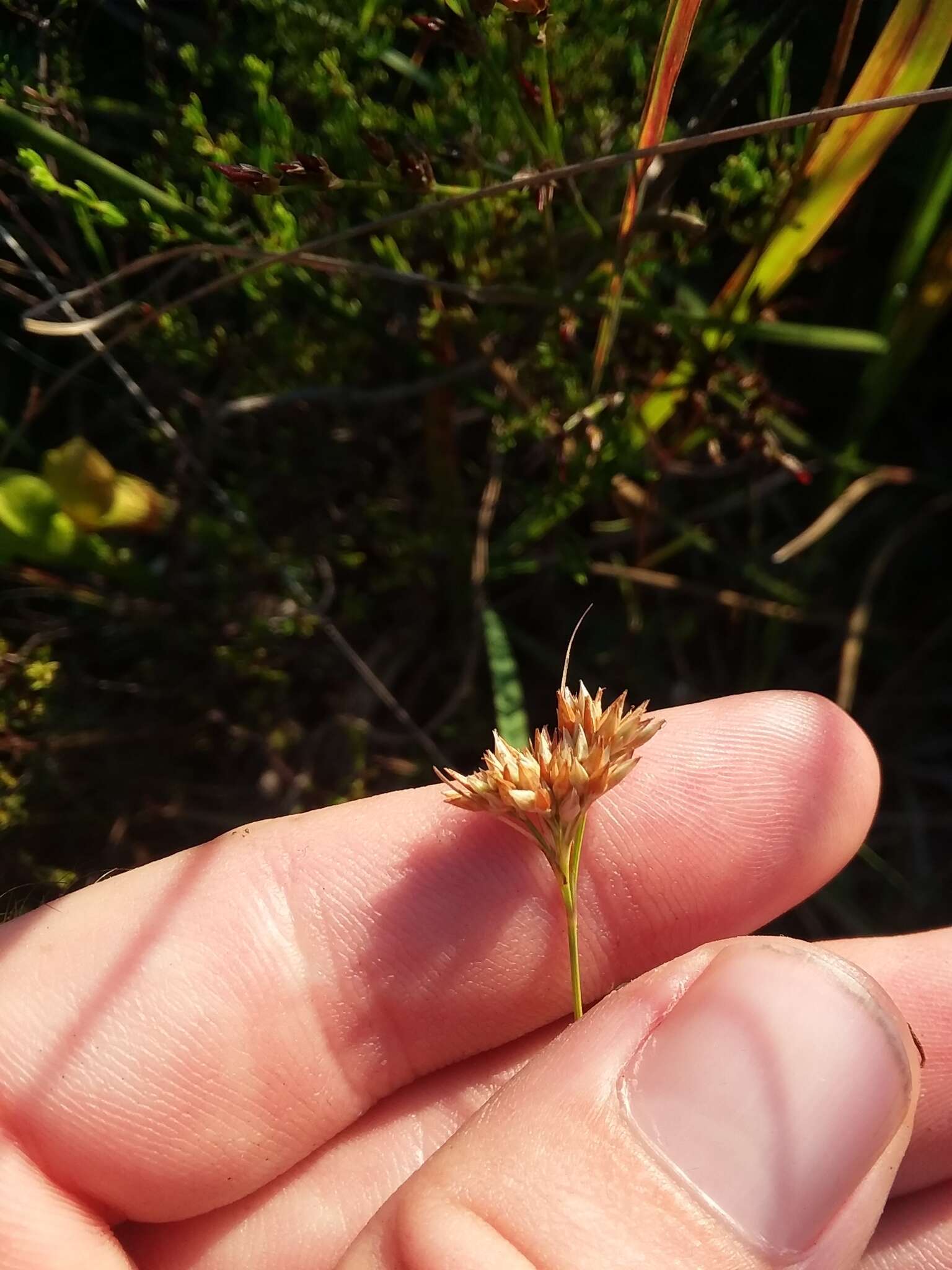 Image of Large Beak Sedge