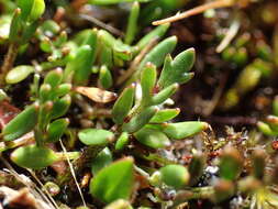Image of Ranunculus gracilipes Hook. fil.