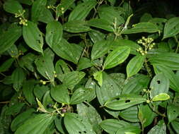 Image of Miconia tenuifolia