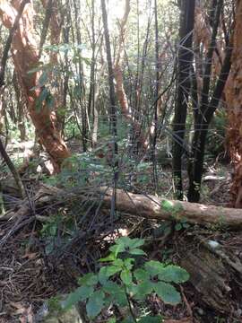 Imagem de Pseudopanax crassifolius (Sol. ex A. Cunn.) K. Koch