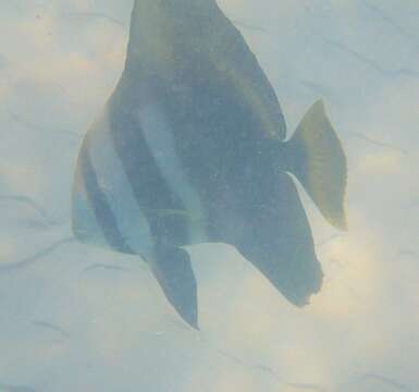 Image of Humpback batfish