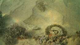 Слика од Caffrogobius nudiceps (Valenciennes 1837)