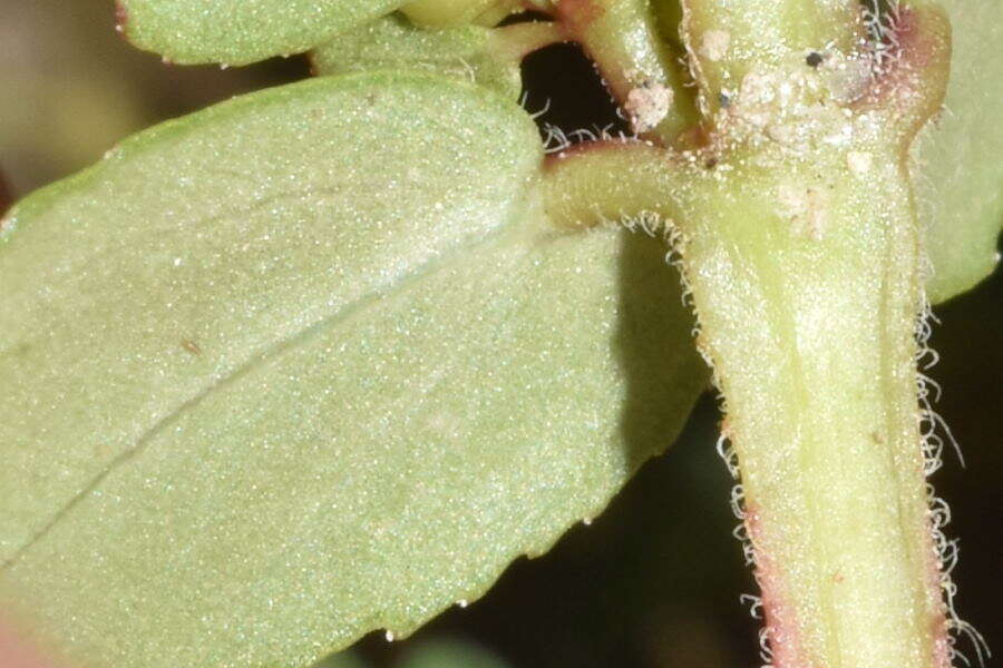 Image of Euphorbia leucantha (Klotzsch & Garcke) Boiss.