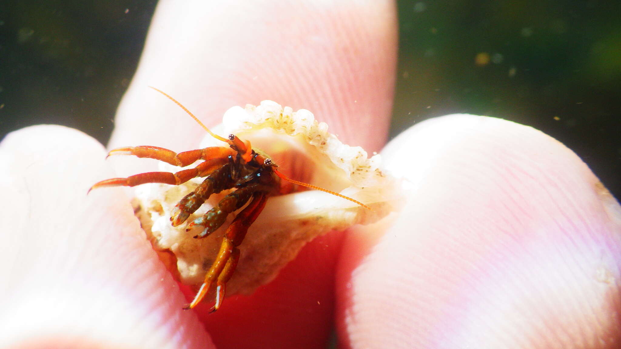 Image of Mediterranean intertidal hermit crab