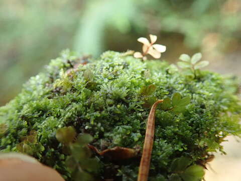 Image of Riccardia chamedryfolia (With.) Grolle