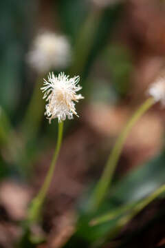 صورة Carex fraseriana Ker Gawl.