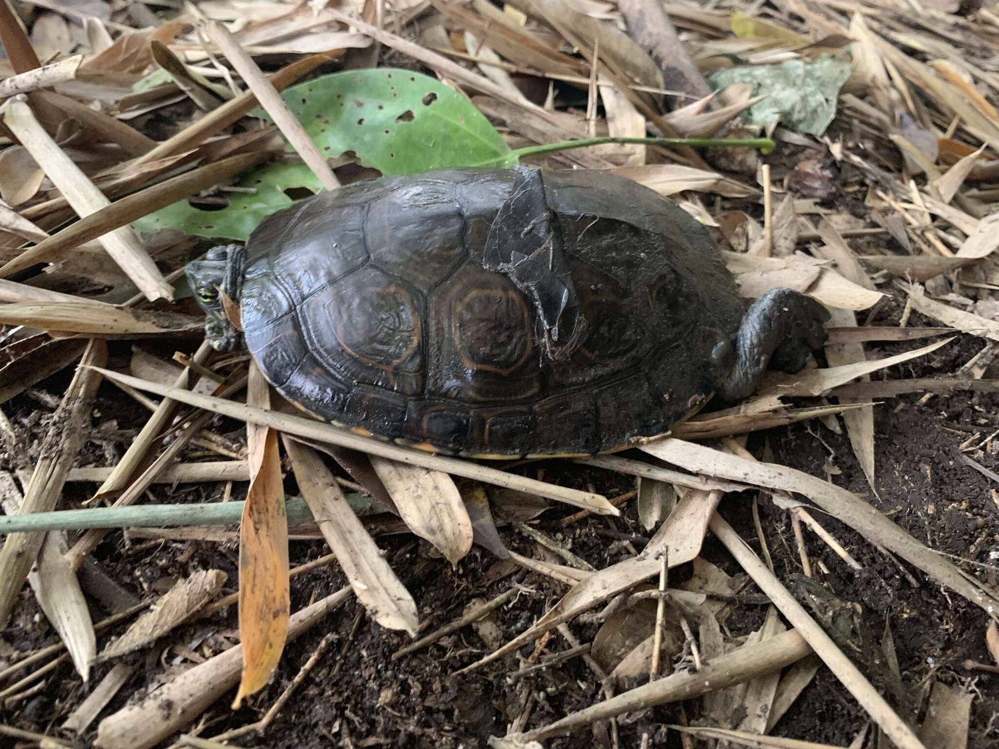 Sivun Trachemys venusta uhrigi Mccord, Joseph-ouni, Hagen & Blanck 2010 kuva