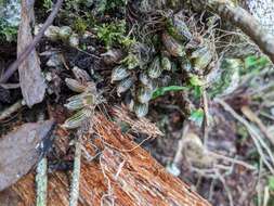 Image of Conchidium japonicum (Maxim.) S. C. Chen & J. J. Wood