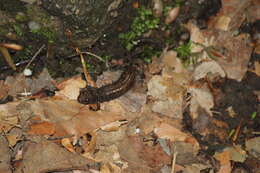 Image of Allegheny Mountain Dusky Salamander