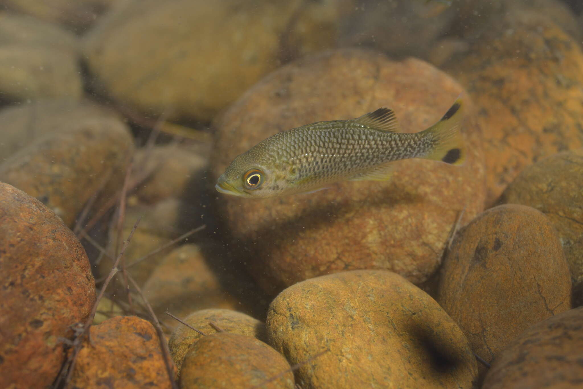 Image of Buffalo Bream