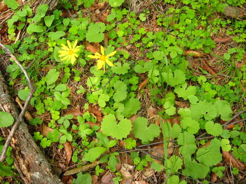 Plancia ëd Dolichorrhiza renifolia (C. A. Mey.) Galushko