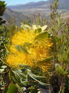 Imagem de Mimetes chrysanthus J. P. Rourke