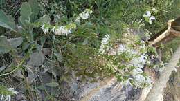 Imagem de Salvia microstegia Boiss. & Balansa