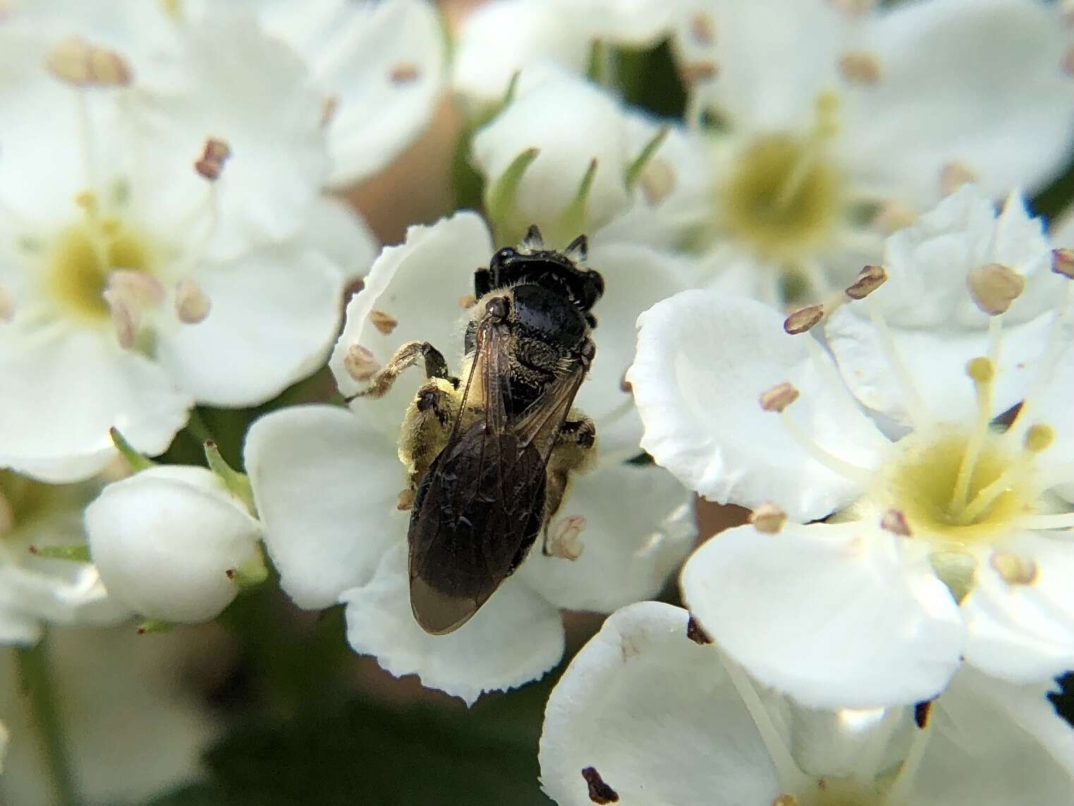 Image of Nude Andrena